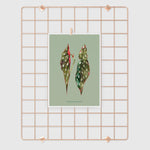 Buy online Premium Quality Begonia Maculata Watercolor Art Print - Urban Jungle Life