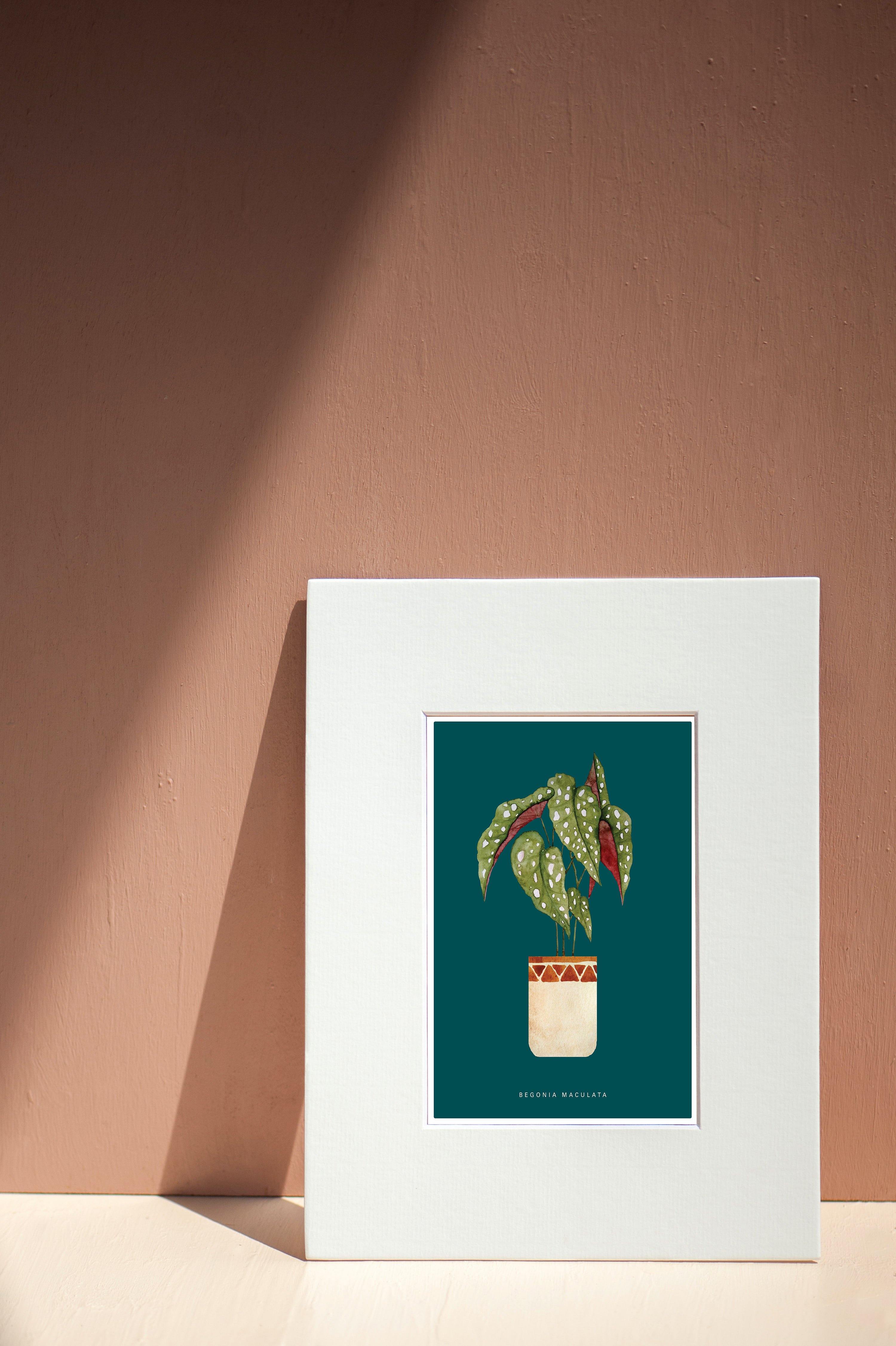 Buy online Premium Quality Begonia Maculata Watercolor Art Print - Urban Jungle Life