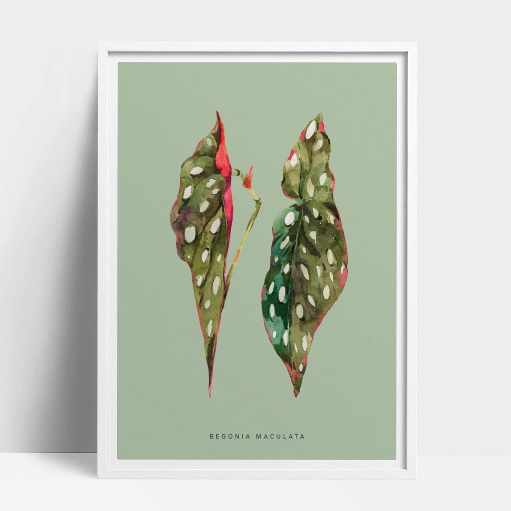 Buy online Premium Quality Begonia Maculata Watercolor Art Print - Urban Jungle Life