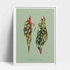 Buy online Premium Quality Begonia Maculata Watercolor Art Print - Urban Jungle Life